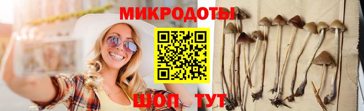 Галлюциногенные грибы Psilocybe Кизляр